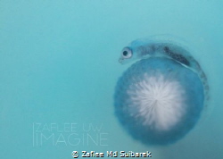 Whip coral Goby by Zaflee Md Suibarek 